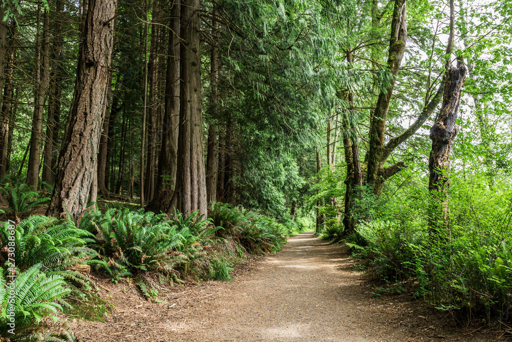 easy hiking trail in the park near Killarney Lake Bowen island british columbia. easy hiking trail in the park near Killarney Lake Bowen island british columbia.