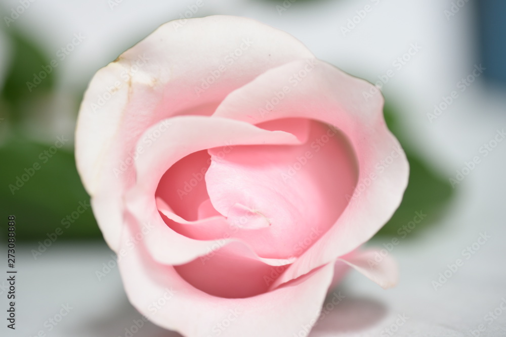pink rose pink rose