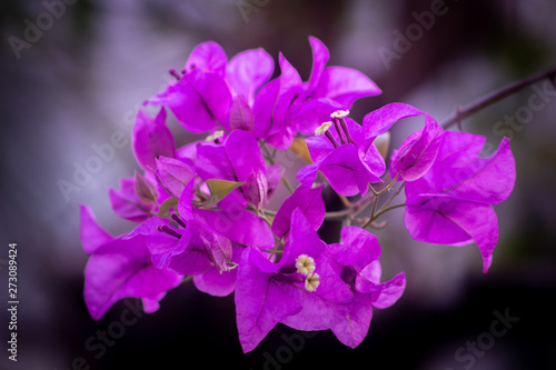 Bougainvillea