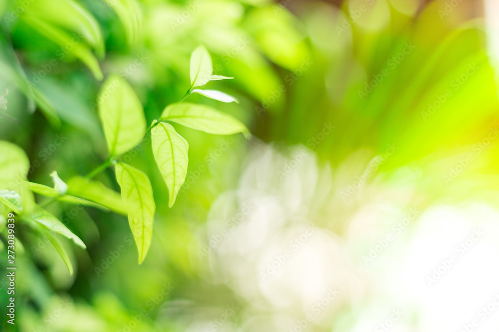 Close up of Green leaves on natural background