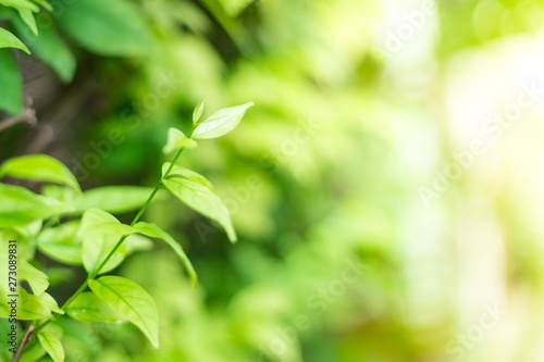 Close up of Green leaves on natural background