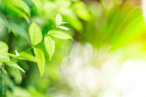 Close up of Green leaves on natural background