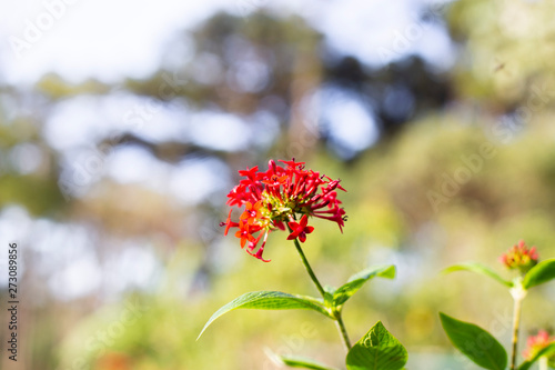 Flor de color roja de la selva misionera.