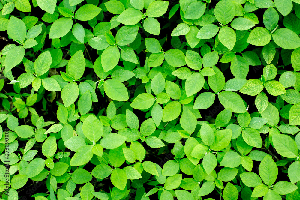 green leaf texture background with warm light green leaf texture background with warm light