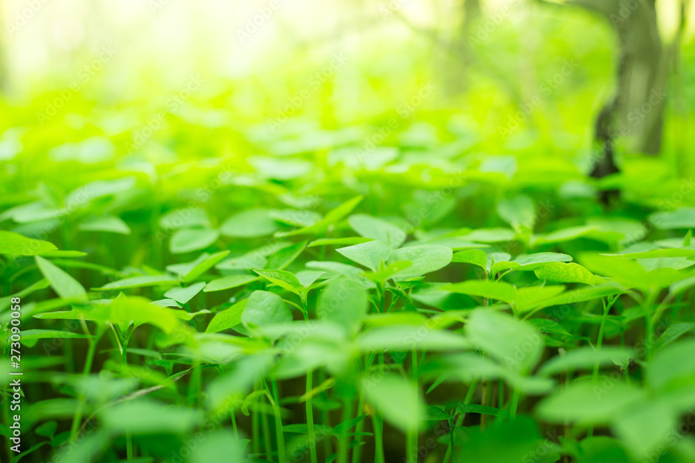 green leaf texture background with warm light green leaf texture background with warm light