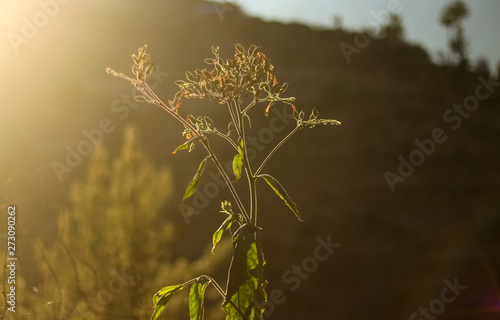 Close up of a plant shining in bright sunlight from the side, with haze all around it, against the the background of a mountain with green trees, giving the scene a vintage tone