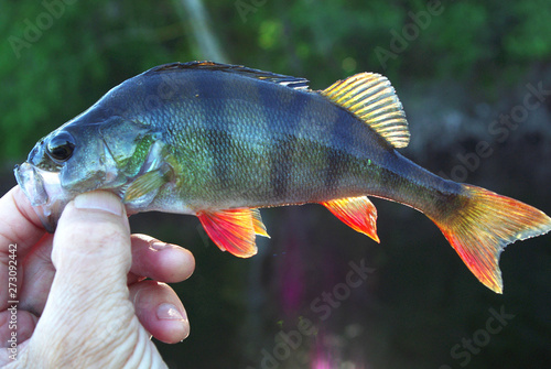 Perch in the hand of the angler against the background of the river.