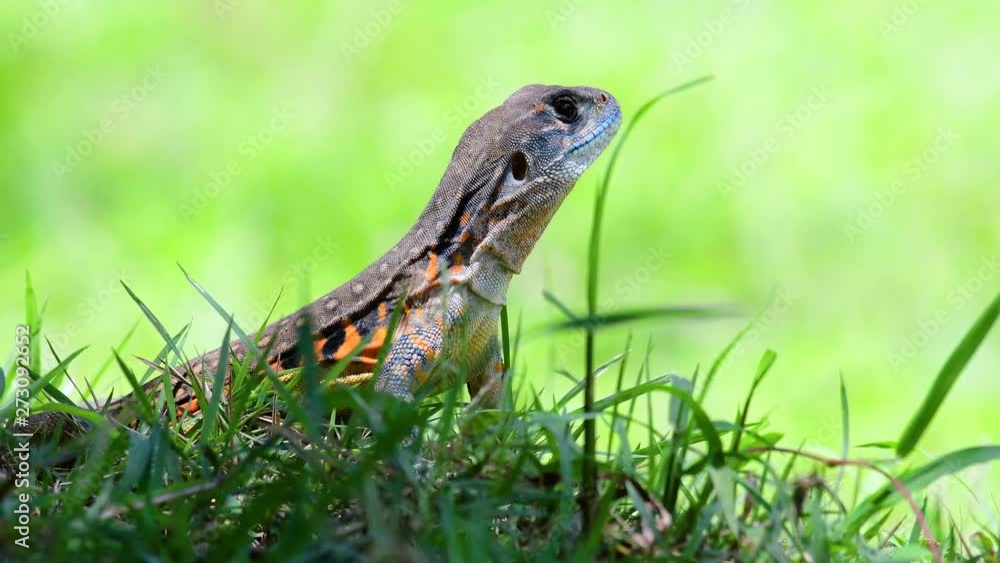 The Butterfly Lizard is a sort of Iguana, the skin is patched with orange, olive-green, spots of white and blue; burrows deep in the ground and feeds on insects as it sticks its head out to ambush. The Butterfly Lizard is a sort of Iguana, the skin is patched with orange, olive-green, spots of white and blue; burrows deep in the ground and feeds on insects as it sticks its head out to ambush.