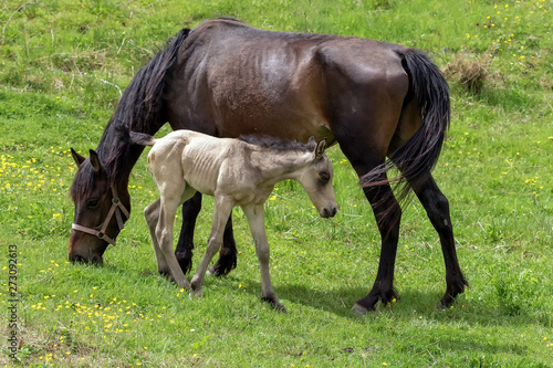 A horse with a small foal on a meadow on a summer day, on a ranch.