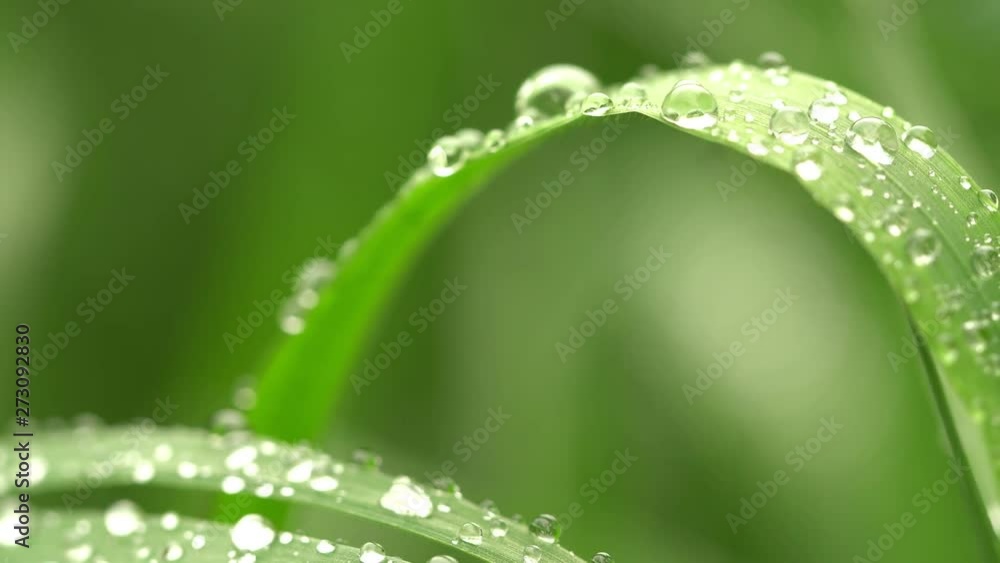 Fresh green grass with dew drops clips,dew drops on green grass footage,rain drops on green grass video, 4k dew drop on green grass movie. Fresh green grass with dew drops clips,dew drops on green grass footage,rain drops on green grass video, 4k dew drop on green grass movie.