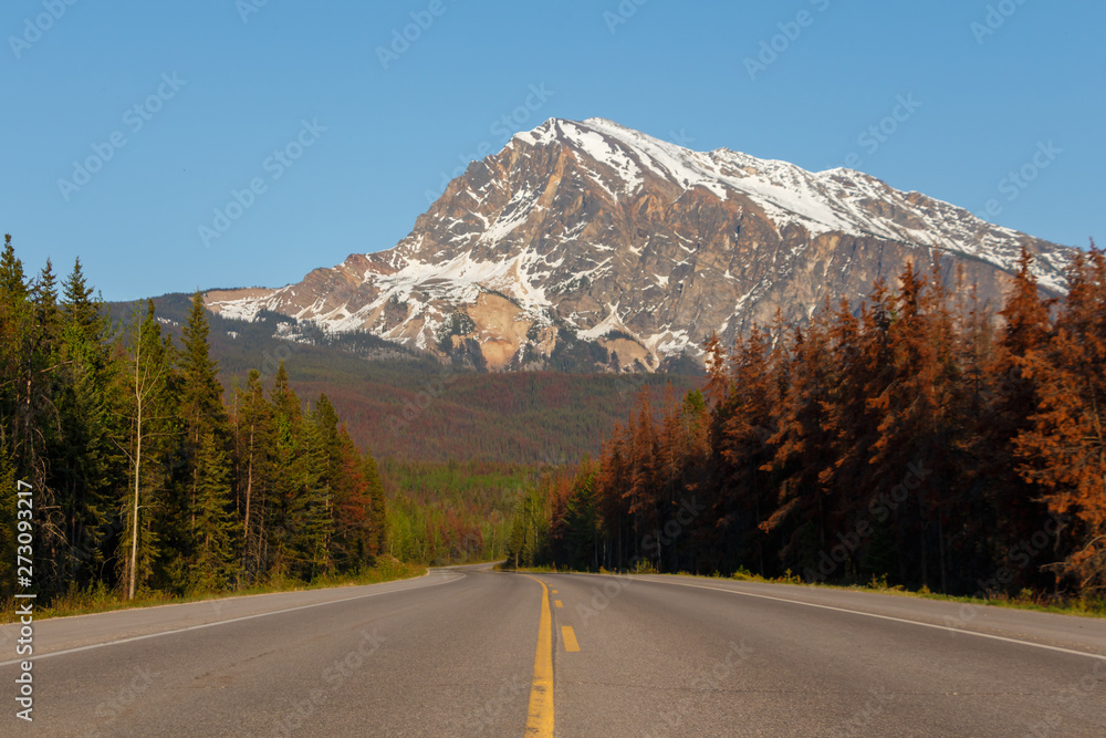 Naklejka premium Tree lined road leading to high mountain