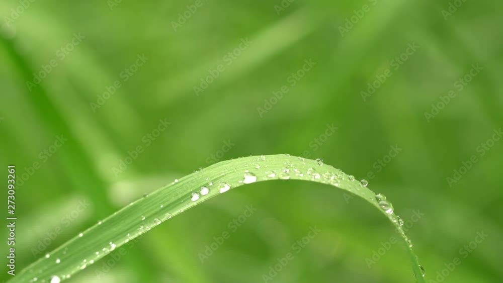 Fresh green grass with dew drops clips,dew drops on green grass footage,rain drops on green grass video, 4k dew drop on green grass movie. Fresh green grass with dew drops clips,dew drops on green grass footage,rain drops on green grass video, 4k dew drop on green grass movie.