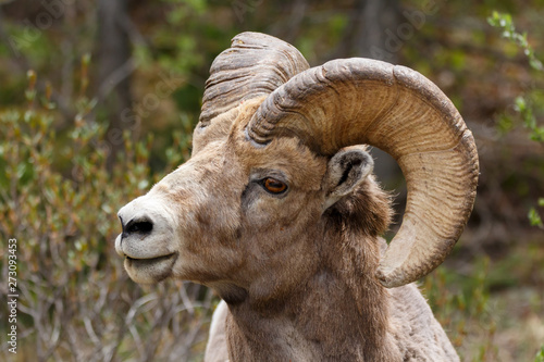 Male Big Horned Sheep Close Up Head Shot