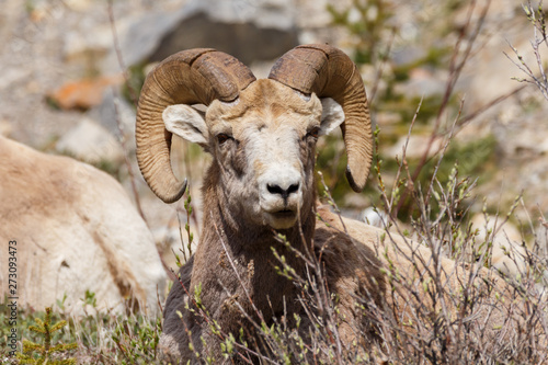 Male Big Horned Sheep looking at camera. Close up head shot