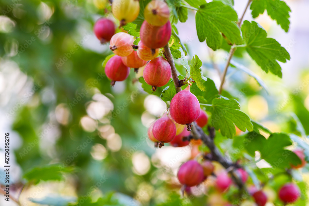 Red gooseberry berries. Many berries ripe red gooseberries on a branch in the garden. Horizontal photography Red gooseberry berries. Many berries ripe red gooseberries on a branch in the garden. Horizontal photography