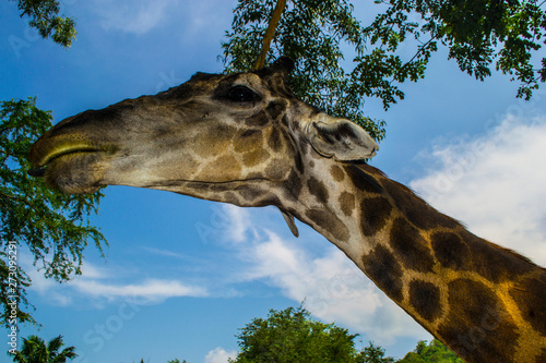 Canvas Print Hello, I'm a giraffe. I'm tall. I'm from Africa.