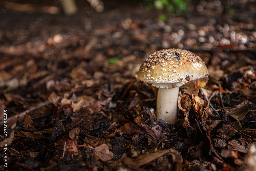 brown fly agaric stands in the forest and is surrounded by brown leaves brown fly agaric stands in the forest and is surrounded by brown leaves