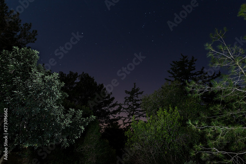 Night forest in the light of the moon near the village of Hanita in northern Israel