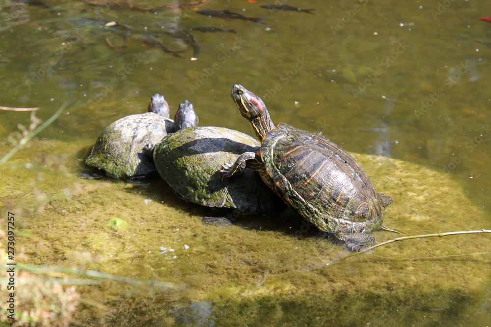 Turtles Mating