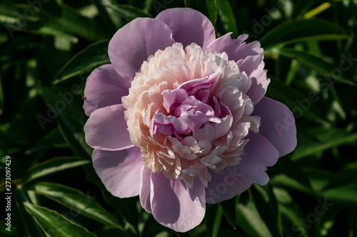 pink flower of peony