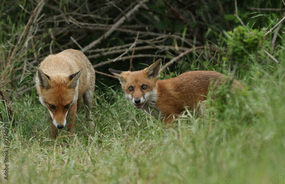A cute wild Red Fox cub, Vulpes vulpes, standing in the long grass next to the vixen. A cute wild Red Fox cub, Vulpes vulpes, standing in the long grass next to the vixen.