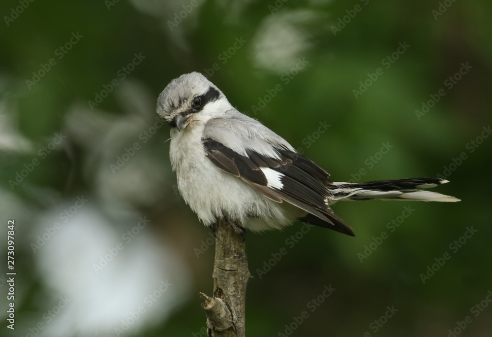 A magnificent rare Great Grey Shrike, Lanius excubitor, perching on the tip of a branch on a dark, windy, rainy day. It is looking around for food to capture and eat. A magnificent rare Great Grey Shrike, Lanius excubitor, perching on the tip of a branch on a dark, windy, rainy day. It is looking around for food to capture and eat.