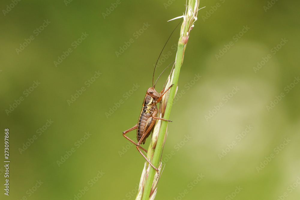 A beautiful rare Roesel's Bush-Cricket, Metrioptera roeselii, perching on a grass seed head. A beautiful rare Roesel's Bush-Cricket, Metrioptera roeselii, perching on a grass seed head.