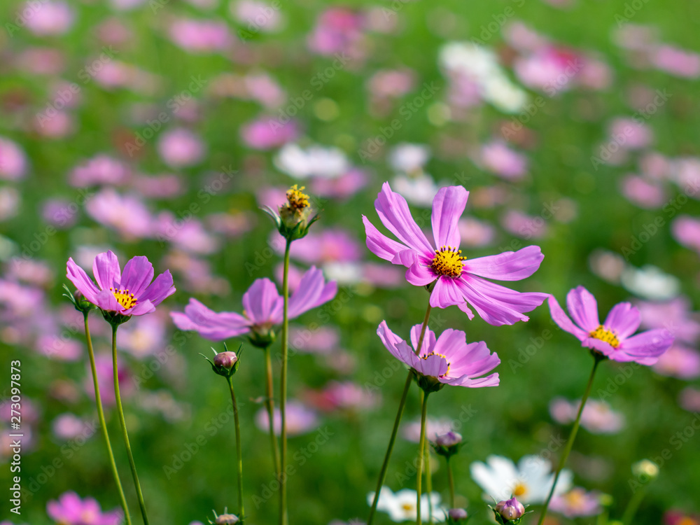 Pink Cosmos flowers blooming in the garden.shallow focus effect. Pink Cosmos flowers blooming in the garden.shallow focus effect.