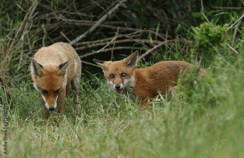 A cute wild Red Fox cub, Vulpes vulpes, standing in the long grass next to the vixen.	