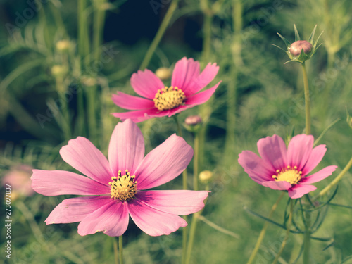 Pink Cosmos flowers blooming in the garden.shallow focus effect.vintage tone.