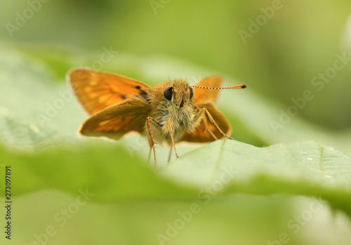 A pretty Large Skipper Butterfly, Ochlodes sylvanus, perched on a leaf.