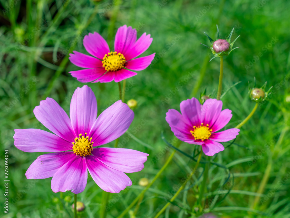 Pink Cosmos flowers blooming in the garden.shallow focus effect. Pink Cosmos flowers blooming in the garden.shallow focus effect.
