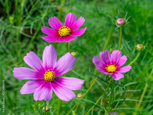 Pink Cosmos flowers blooming in the garden.shallow focus effect.