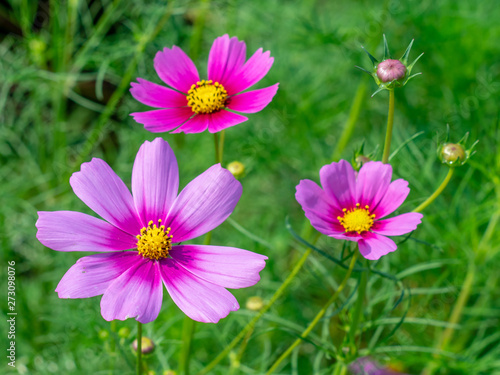 Pink Cosmos flowers blooming in the garden.shallow focus effect.