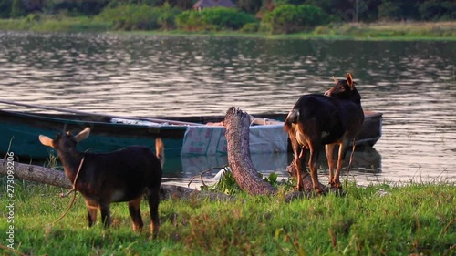 Tied up goats move around on green grass by the shore of Lake Victoria. Small fishing boat in the water in the background. White sea birds visible. Sunset in Kalangala, Uganda. photo