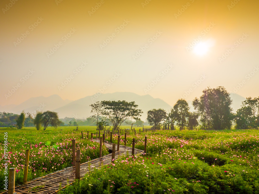 Naklejka premium Cosmos pink flowers are blooming in the garden. With bamboo pathways In front of the high mountains in northern Thailand At the time of the sun rising in the morning with fog