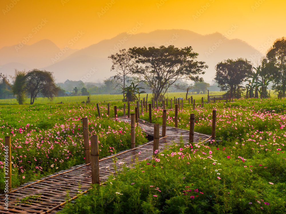 Naklejka premium Cosmos pink flowers are blooming in the garden. With bamboo pathways In front of the high mountains in northern Thailand At the time of the sun rising in the morning with fog