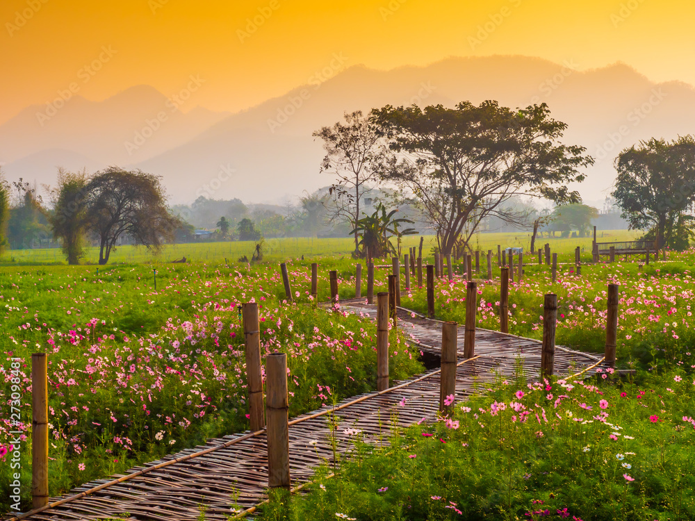 Fototapeta premium Cosmos pink flowers are blooming in the garden. With bamboo pathways In front of the high mountains in northern Thailand At the time of the sun rising in the morning with fog