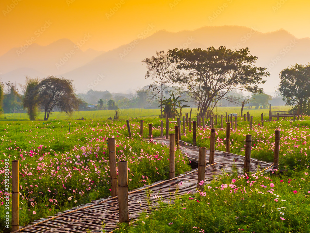 Fototapeta premium Cosmos pink flowers are blooming in the garden. With bamboo pathways In front of the high mountains in northern Thailand At the time of the sun rising in the morning with fog