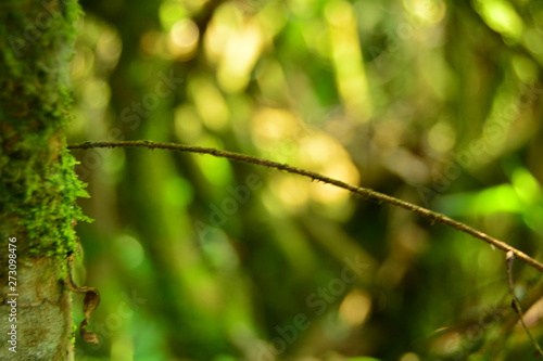 green leaves in spring