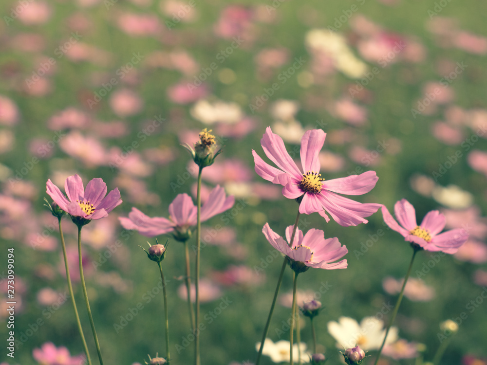 Pink Cosmos flowers blooming in the garden.shallow focus effect.vintage tone. Pink Cosmos flowers blooming in the garden.shallow focus effect.vintage tone.