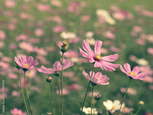 Fototapeta Naklejka Na Ścianę i Meble -  Pink Cosmos flowers blooming in the garden.shallow focus effect.vintage tone.