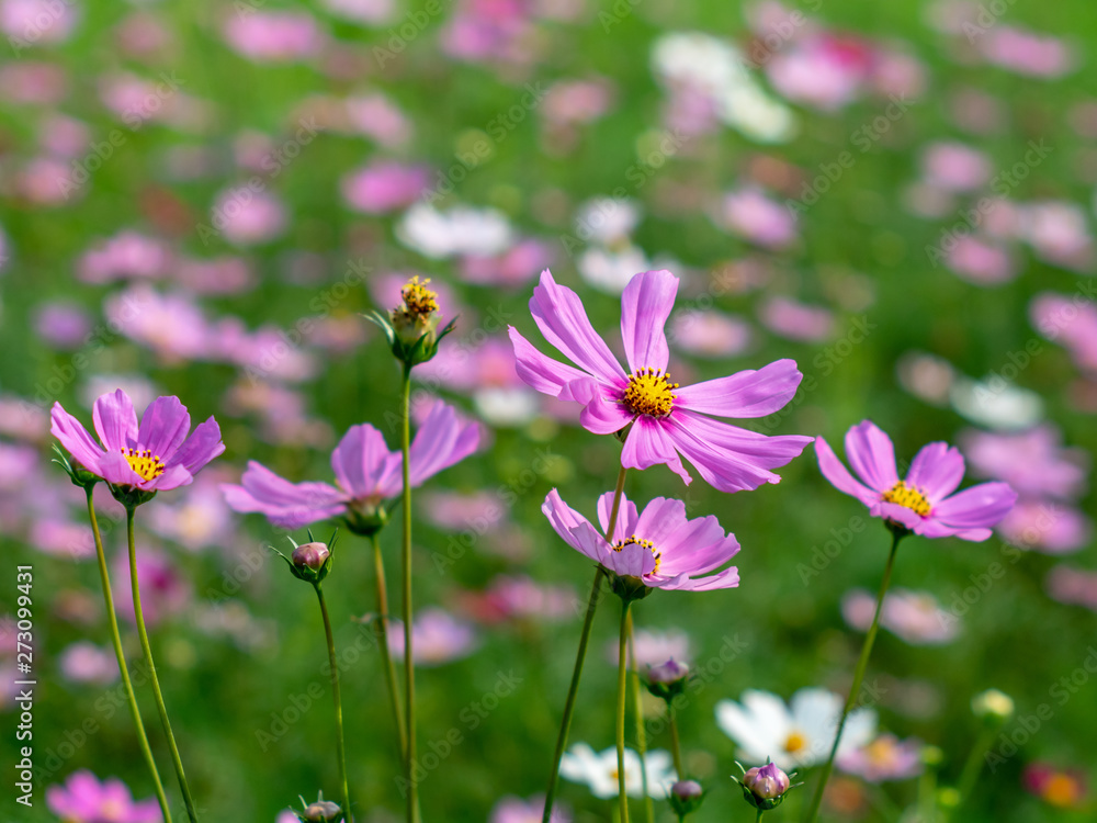 Pink Cosmos flowers blooming in the garden.shallow focus effect. Pink Cosmos flowers blooming in the garden.shallow focus effect.