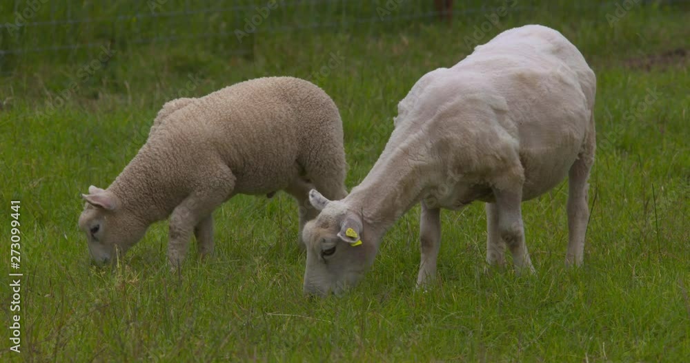 Young sheep and lamb grazing in green field wool sheared Young sheep and lamb grazing in green field wool sheared