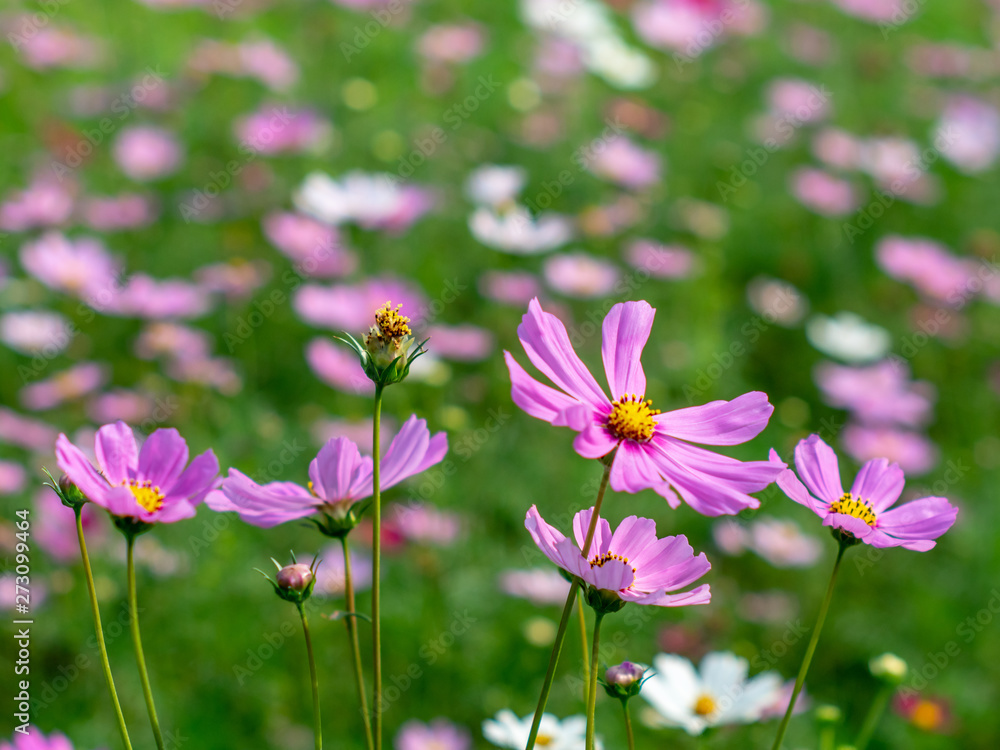 Pink Cosmos flowers blooming in the garden.shallow focus effect.