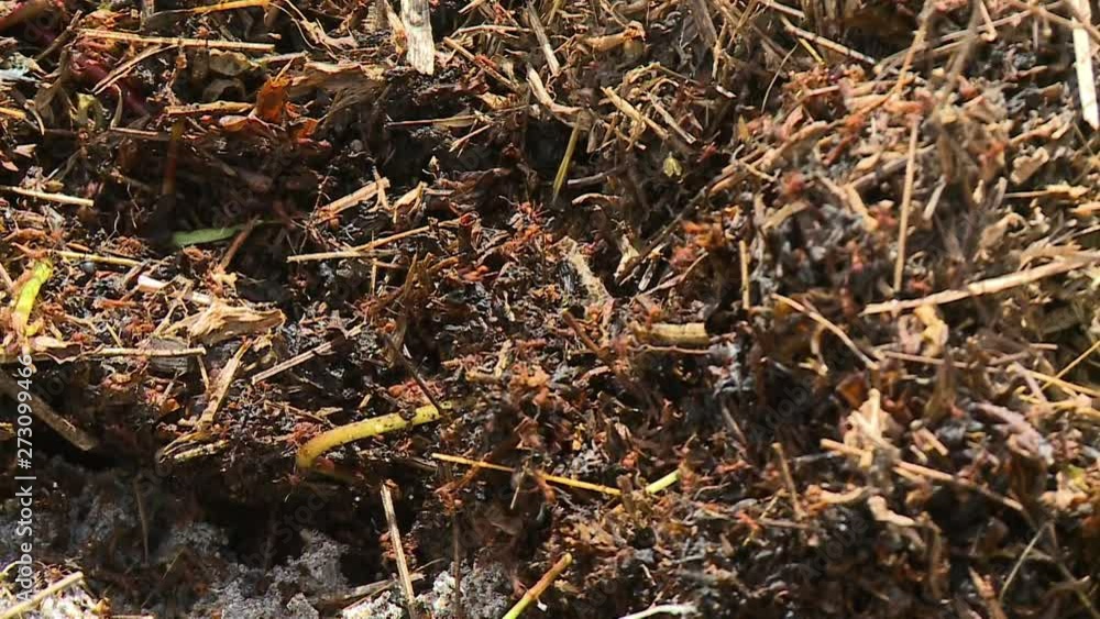 A still high angle shot of hoards of insects which seem like soldier ants swarming an area as the sun shines brightly on a warm afternoon A still high angle shot of hoards of insects which seem like soldier ants swarming an area as the sun shines brightly on a warm afternoon