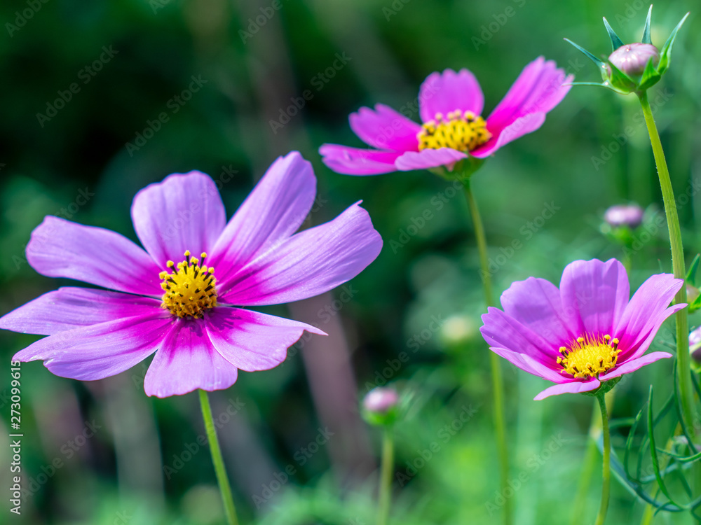 Pink Cosmos flowers blooming in the garden.shallow focus effect. Pink Cosmos flowers blooming in the garden.shallow focus effect.
