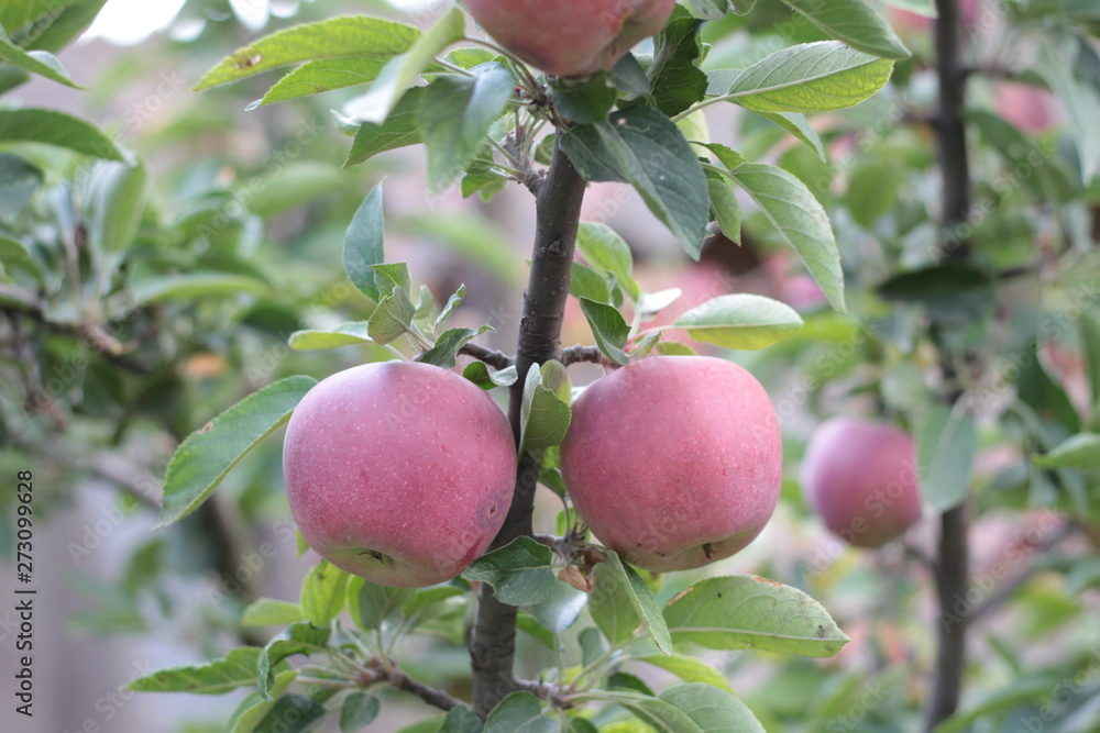 ripe apples on the branches