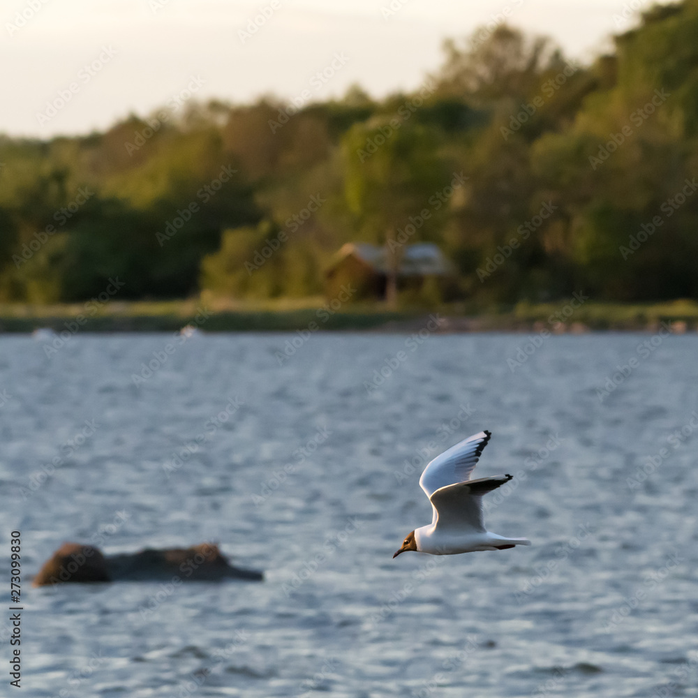 Beautiful Black-headed Gull in flight over the water Beautiful Black-headed Gull in flight over the water