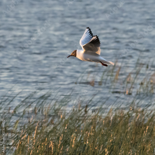 Gracil Black Headed Gull in fligt photo